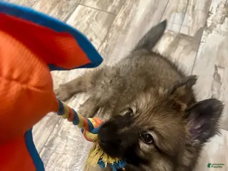 German Shepherd dogs German Shepherd Puppy 1 - Ad 5