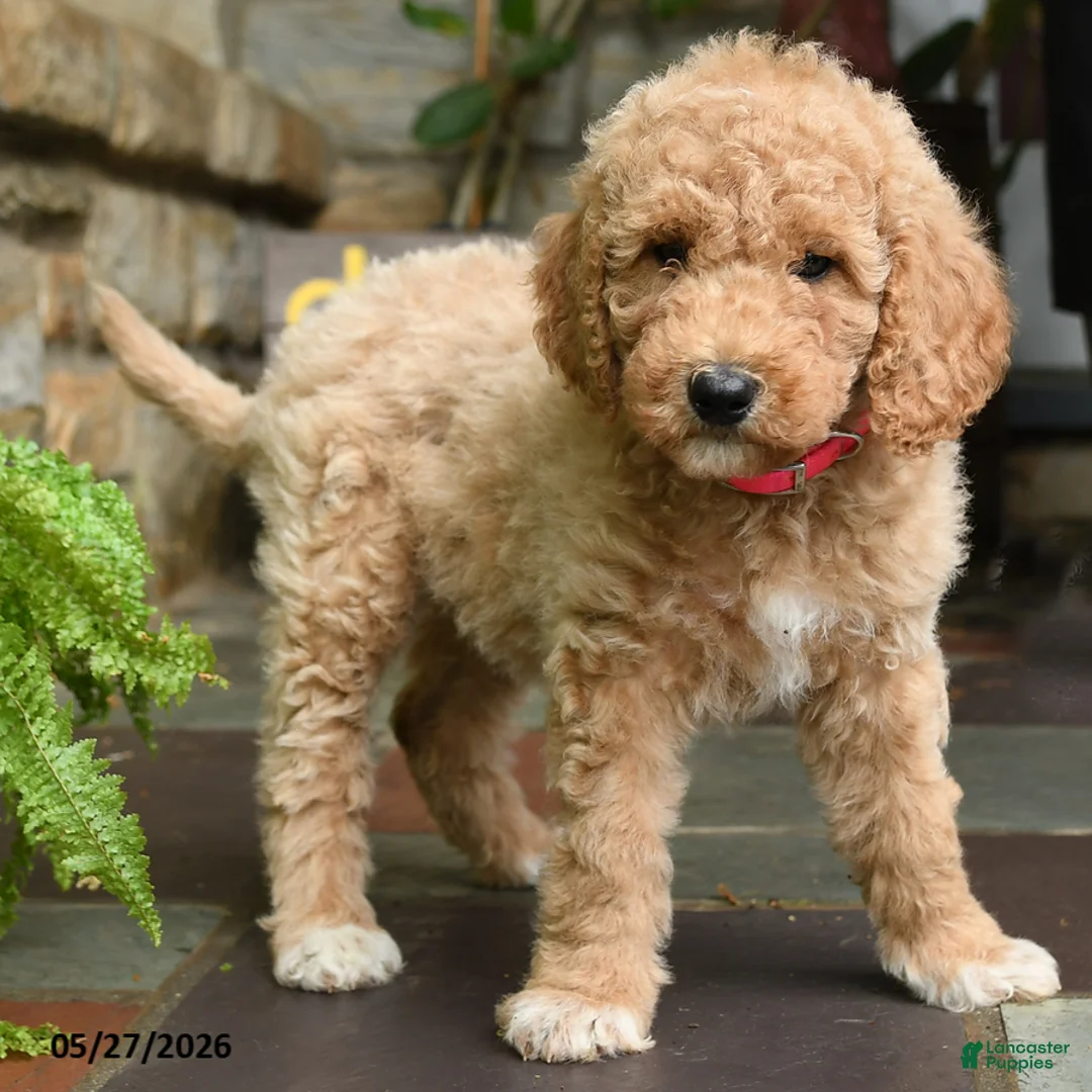Mini Goldendoodle dogs for sale: Cookie - Ad 3