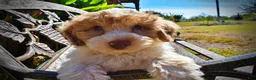 Havapoo dogs for sale: Nemo - Ad 3