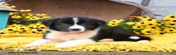 Border Collie dogs for sale: Boots - Ad 3