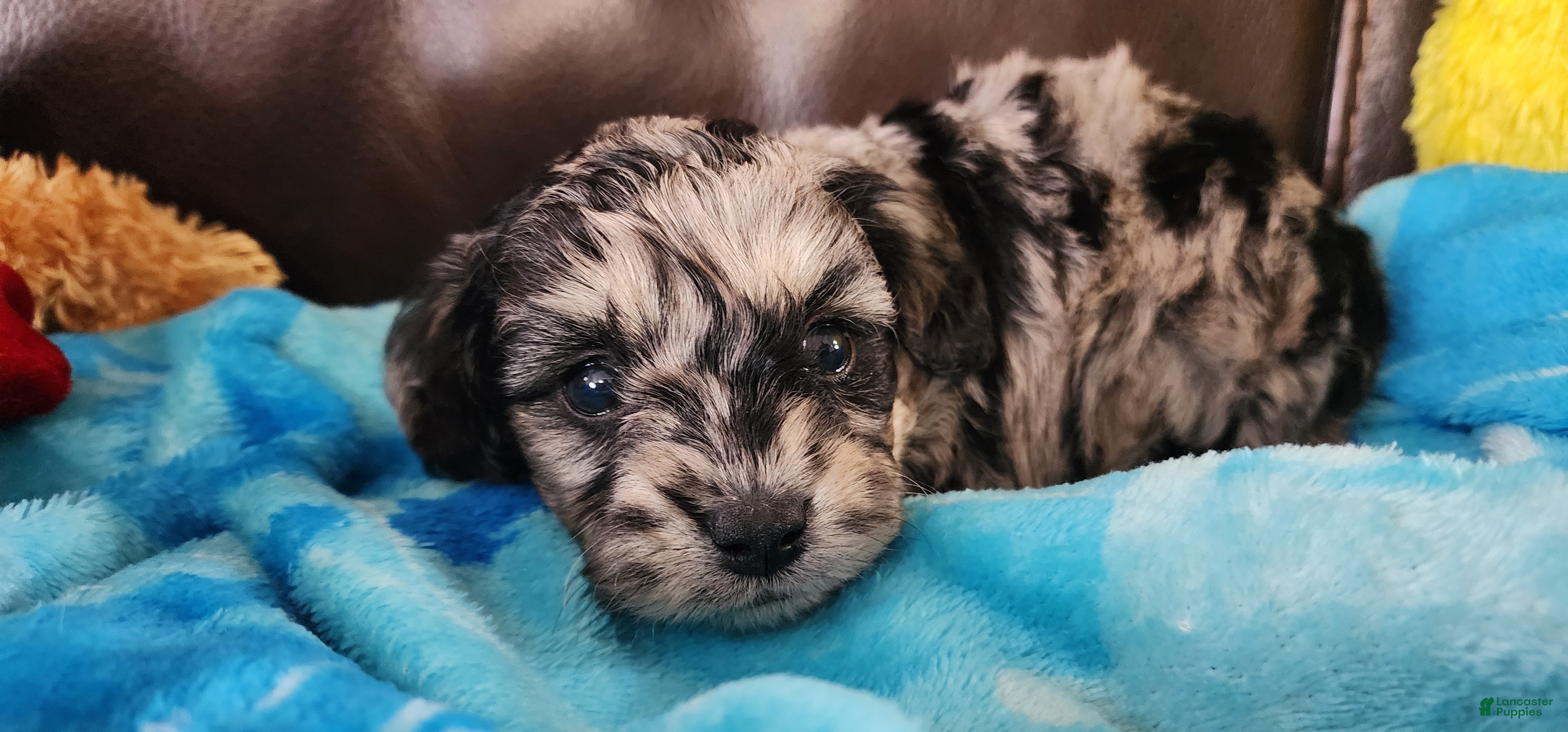 Shihpoo dogs Gus - Ad 41