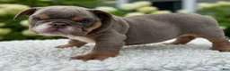 Beabull dogs for sale: Hailey  - Ad 6