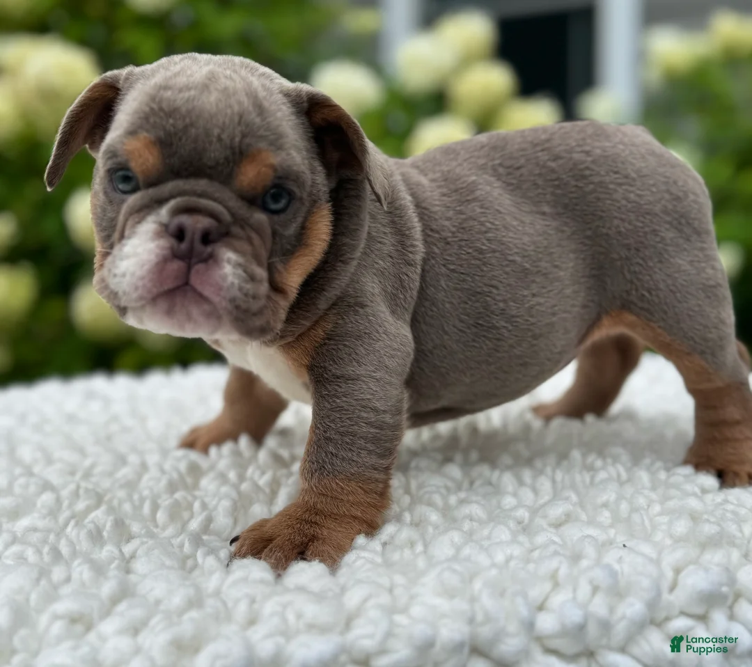 Beabull dogs for sale: Hailey  - Ad 6