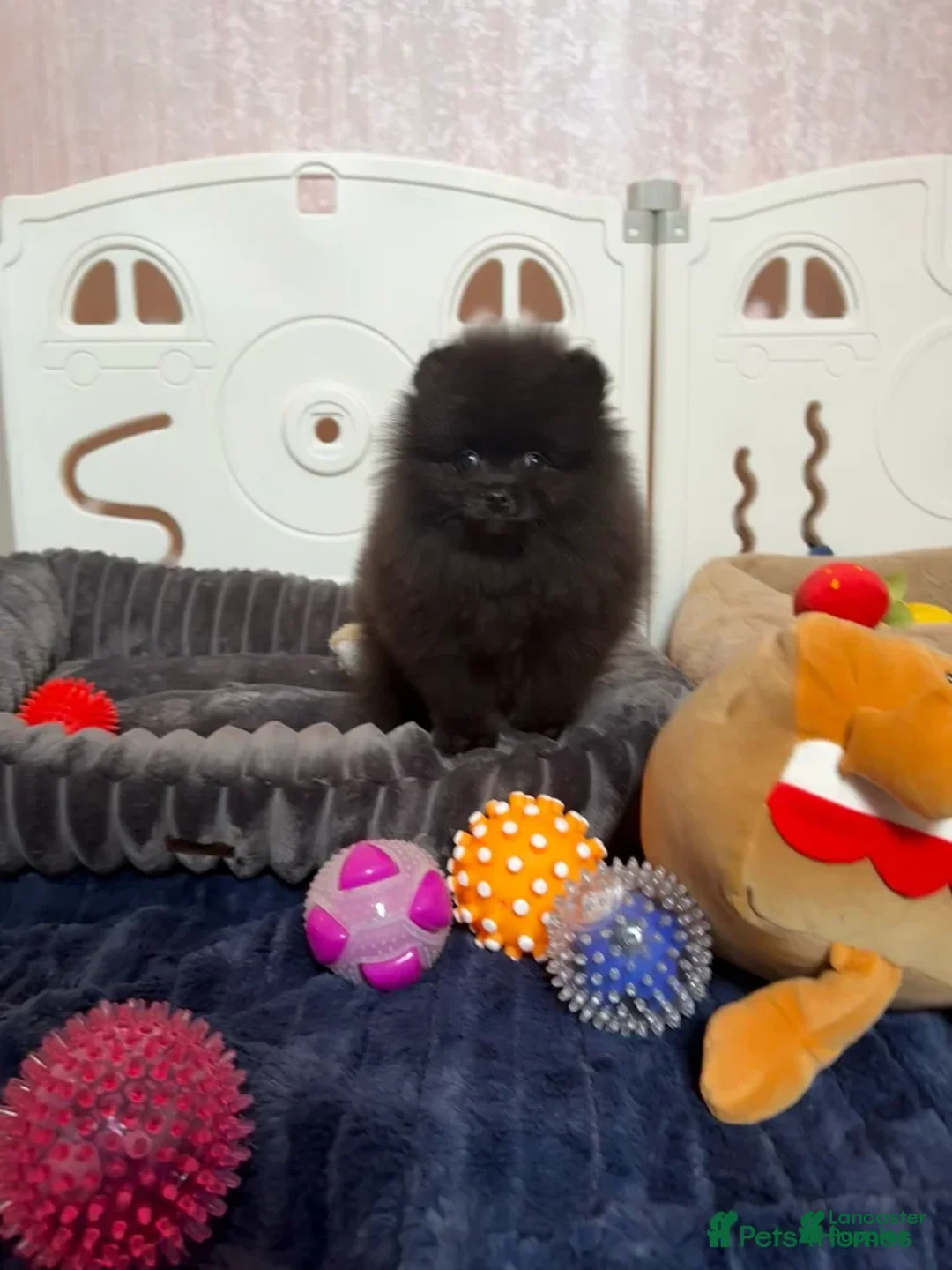 Pomeranian dogs for sale: Greg - Ad 35