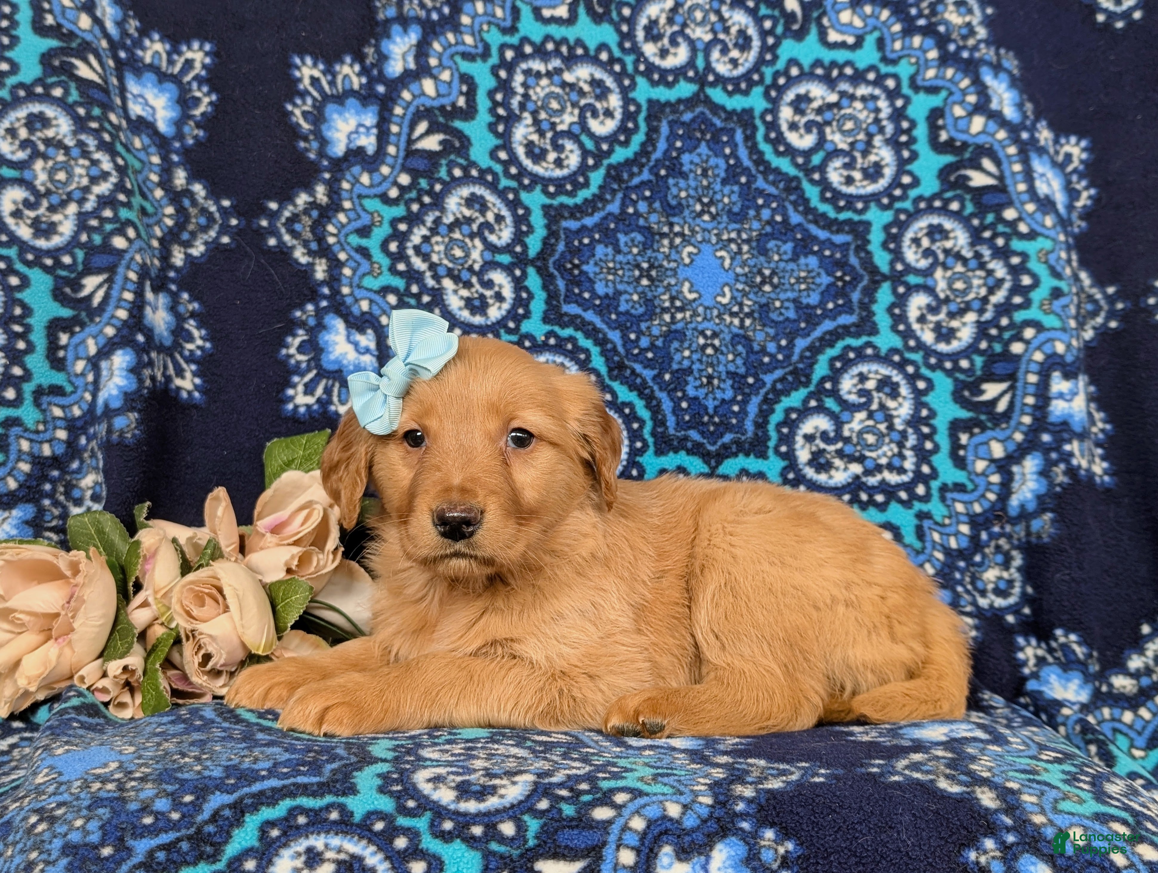 Golden Retriever dogs Jamie - Ad 1