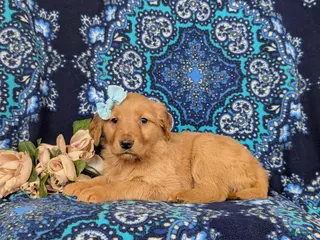 Golden Retriever dogs for sale: Jamie - Ad 3