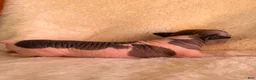 Chihuahua dogs for sale: Chihuahua 2 - Ad 5