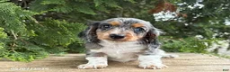 Dachshund dogs for sale: Maisie - Ad 2