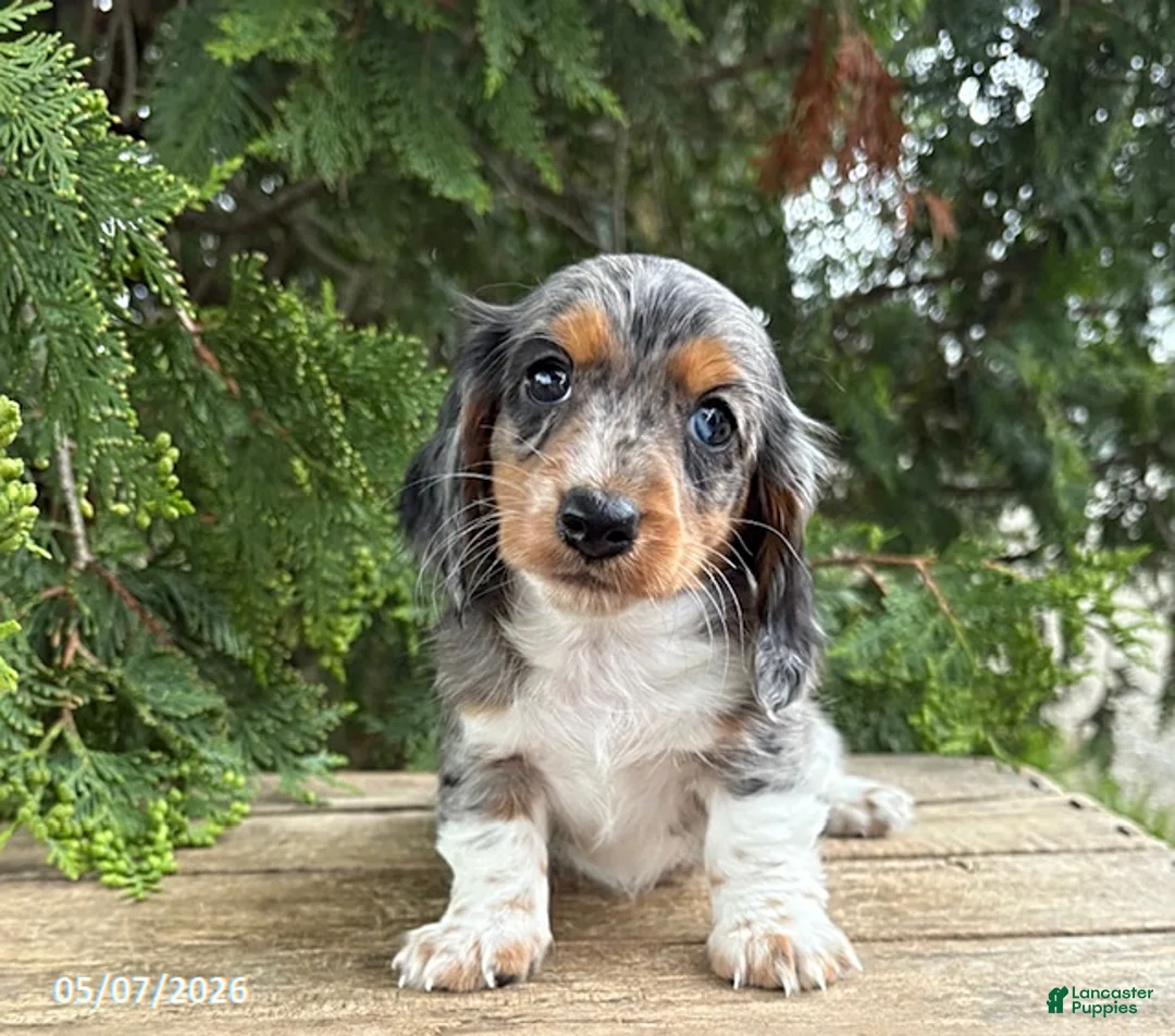 Dachshund dogs for sale: Maisie - Ad 2