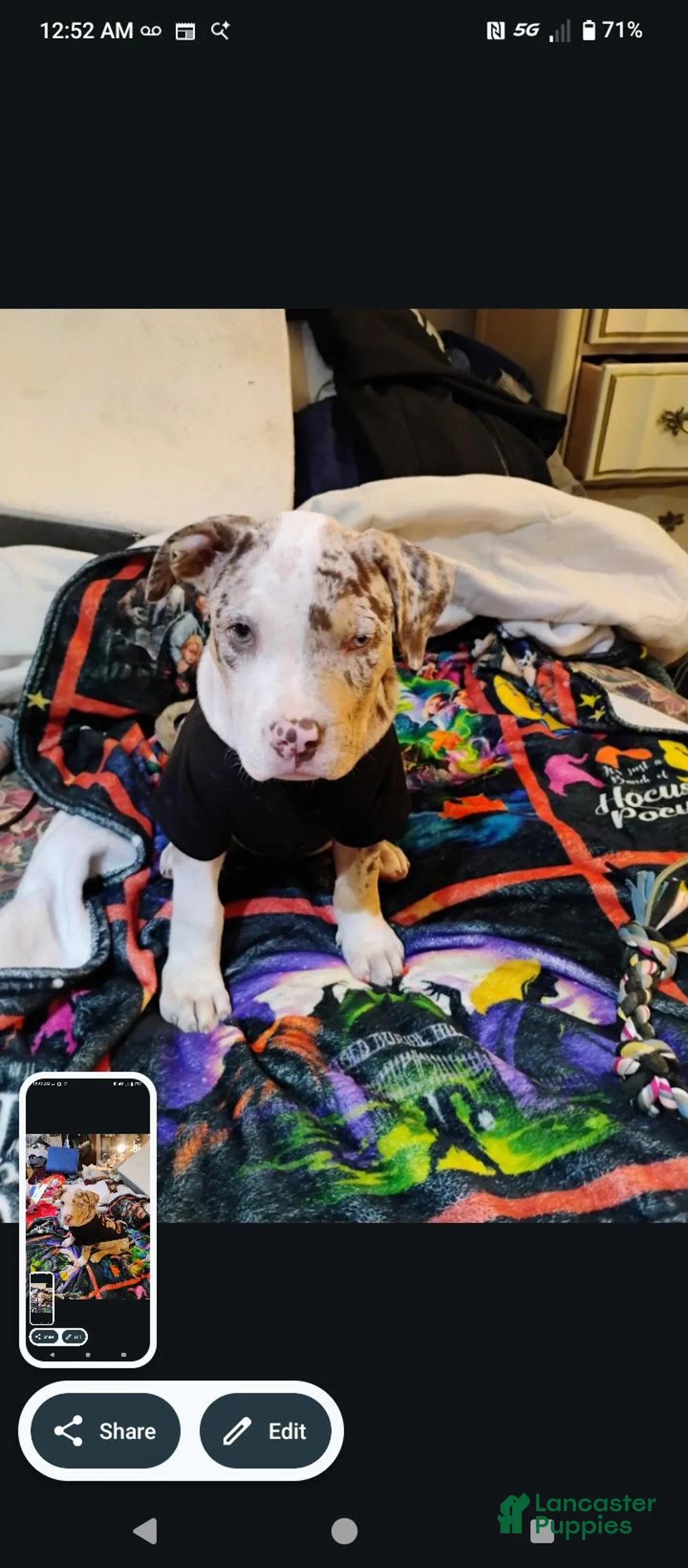 Staffordshire Bull Terrier dogs for sale: Merle XL Pit Bull - Ad 2