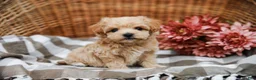 Maltipoo dogs for sale: Dominic - Ad 4
