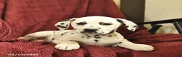 Dalmatian dogs for sale: Samantha  - Ad 5