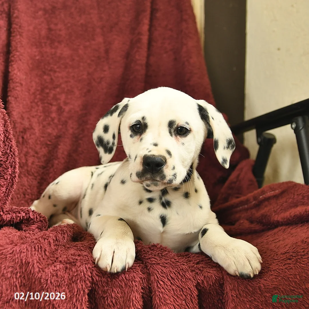 Dalmatian dogs for sale: Samantha  - Ad 5