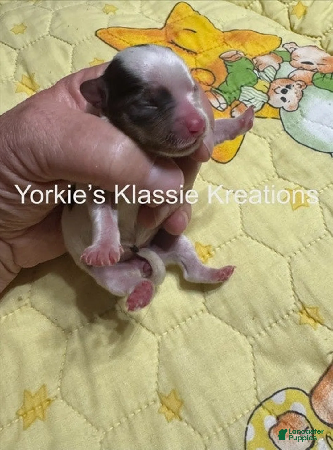 Yorkshire Terrier dogs for sale: MOLLY - Ad 4