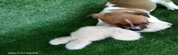 Jack Russell Terrier dogs for sale: Molly - Ad 2