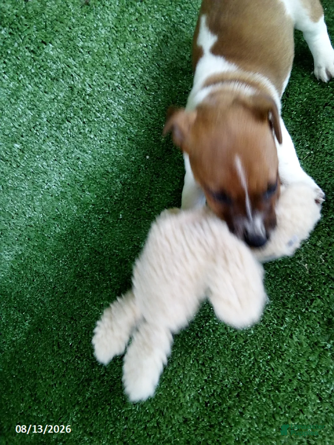 Jack Russell Terrier dogs for sale: Molly - Ad 2