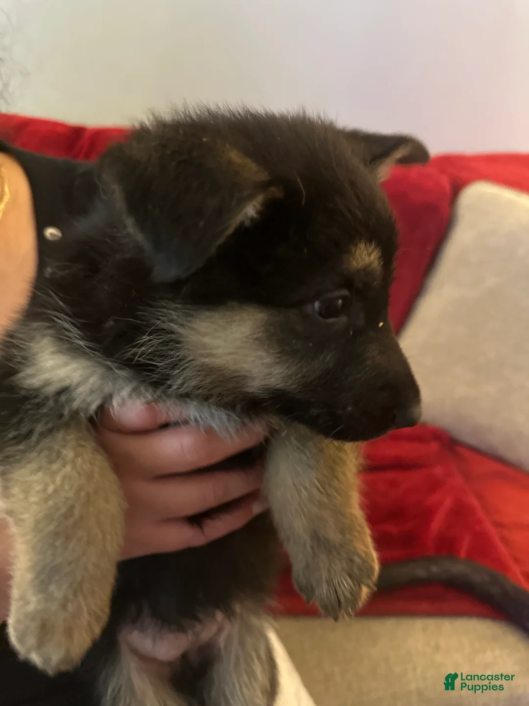 German Shepherd dogs for sale: German Shepherd 4 - Ad 1