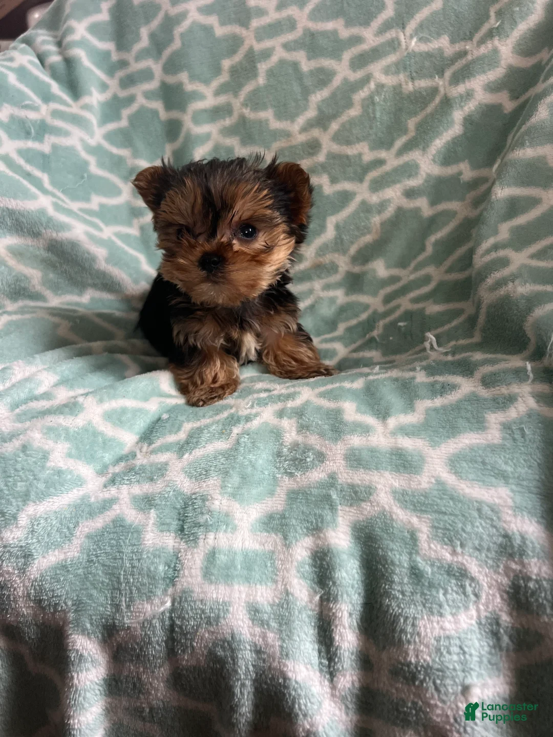 Yorkshire Terrier dogs for sale: Yorkshire- Pepper - Ad 2