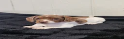 Dachshund dogs for sale: Sage - Ad 3