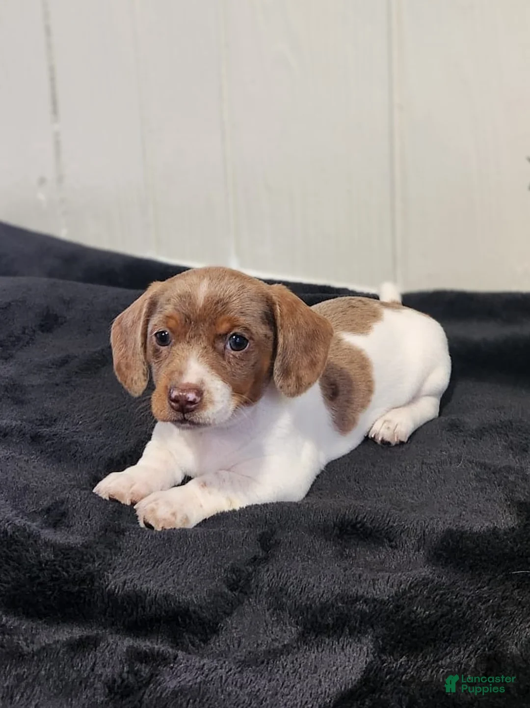 Dachshund dogs for sale: Sage - Ad 3
