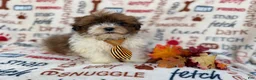Shihpoo dogs for sale: Travis - Ad 9