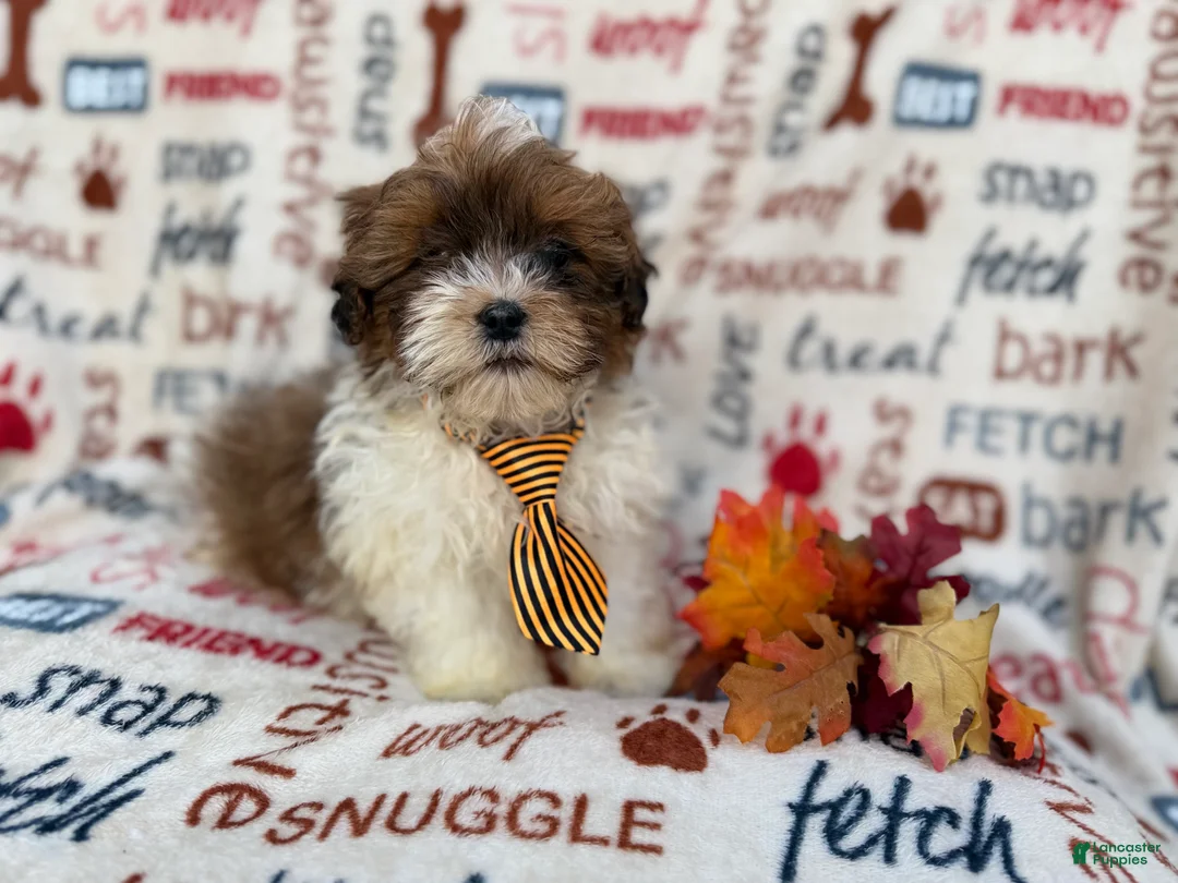 Shihpoo dogs for sale: Travis - Ad 9