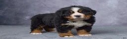Bernese Mountain Dog dogs for sale: Cody - Ad 4