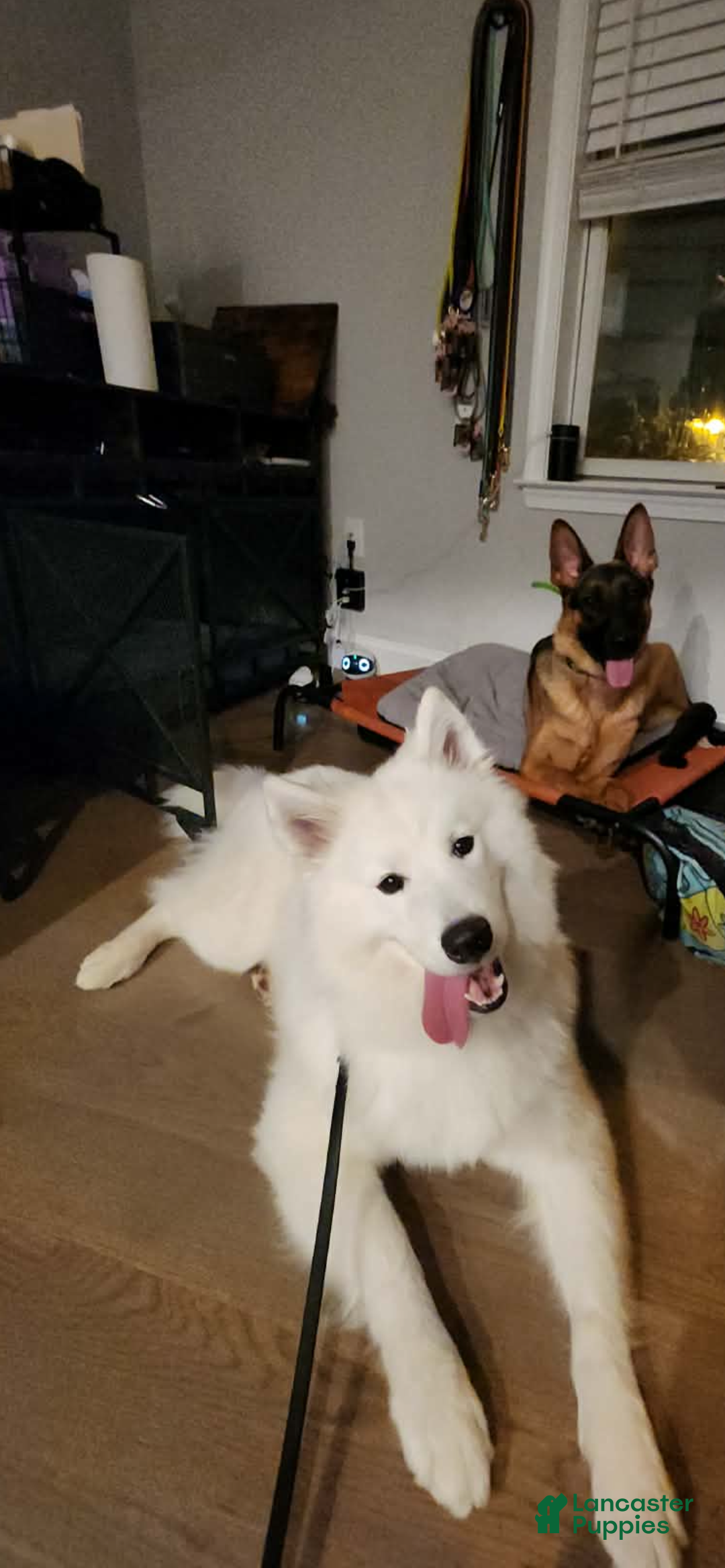 Samoyed dogs for sale: Samoyed Puppy 1 - Ad 1