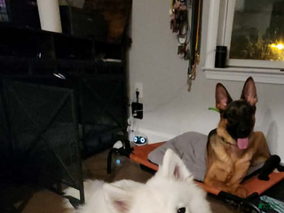 Samoyed dogs Samoyed Puppy 1 - Ad 8