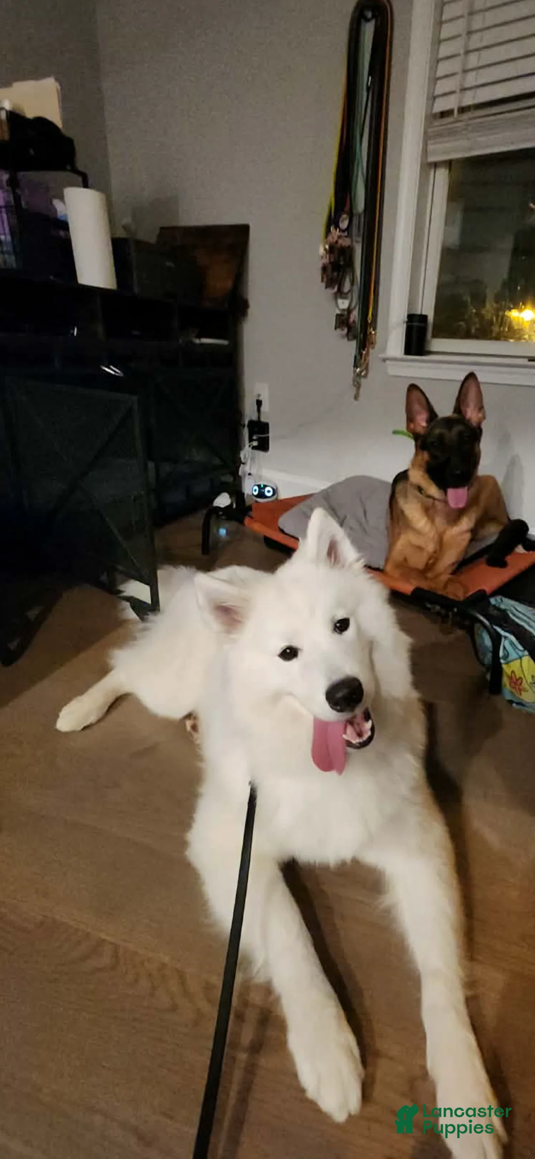 Samoyed dogs for sale: Samoyed Puppy 1 - Ad 1