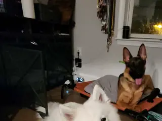 Samoyed dogs Samoyed Puppy 1 - Ad 18