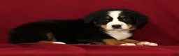 Bernese Mountain Dog dogs for sale: Buddy - Ad 5