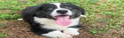Welsh Corgi Cardigan dogs for sale: Ace FLUFFY - Ad 18