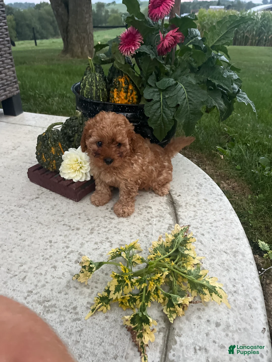Cavapoo dogs for sale: Maggie - Ad 1