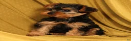 Yorkiepoo dogs for sale: Mr Cutie - Ad 6