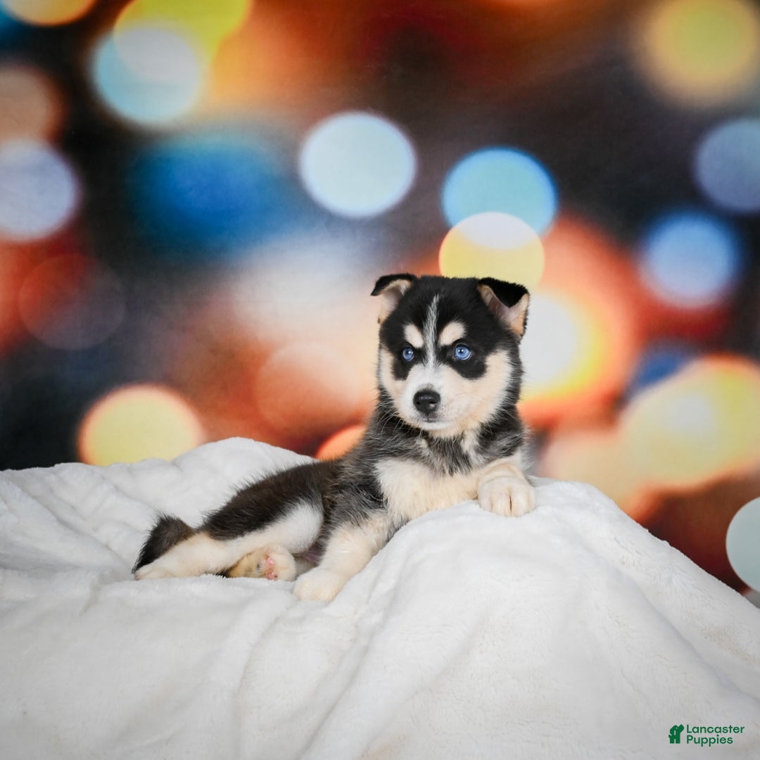 Pomsky dogs for sale: Pablo - Ad 6