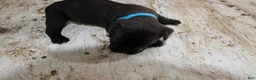 Cane Corso dogs for sale: Blue - Ad 5