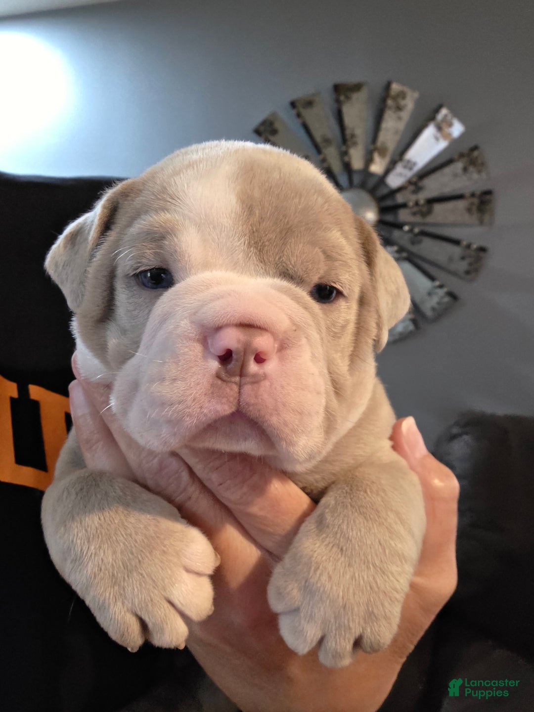Olde English Bulldogge dogs for sale: Olde English Bulldogge Puppy 2 - Ad 9