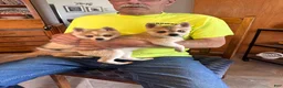 Alaskan Klee Kai dogs for sale:  Puppy 1 - Ad 2