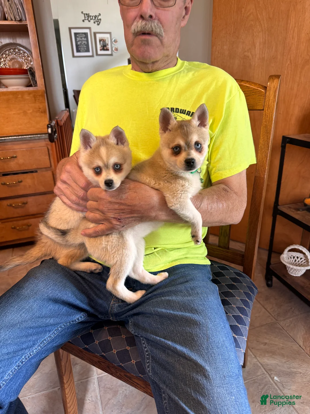 Alaskan Klee Kai dogs for sale:  Puppy 1 - Ad 2