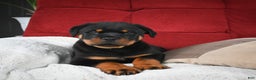 Rottweiler dogs for sale: Griffin / Mocha – Santos Ad-Dirah - Ad 18