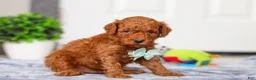 Mini Goldendoodle dogs for sale: Mitch - Ad 6