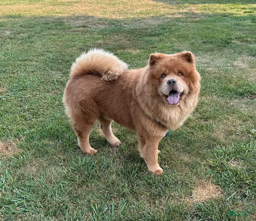 Chow Chow dogs for sale: Grizzly  - Ad 9
