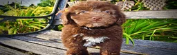 Havapoo dogs for sale: Emily - Ad 9
