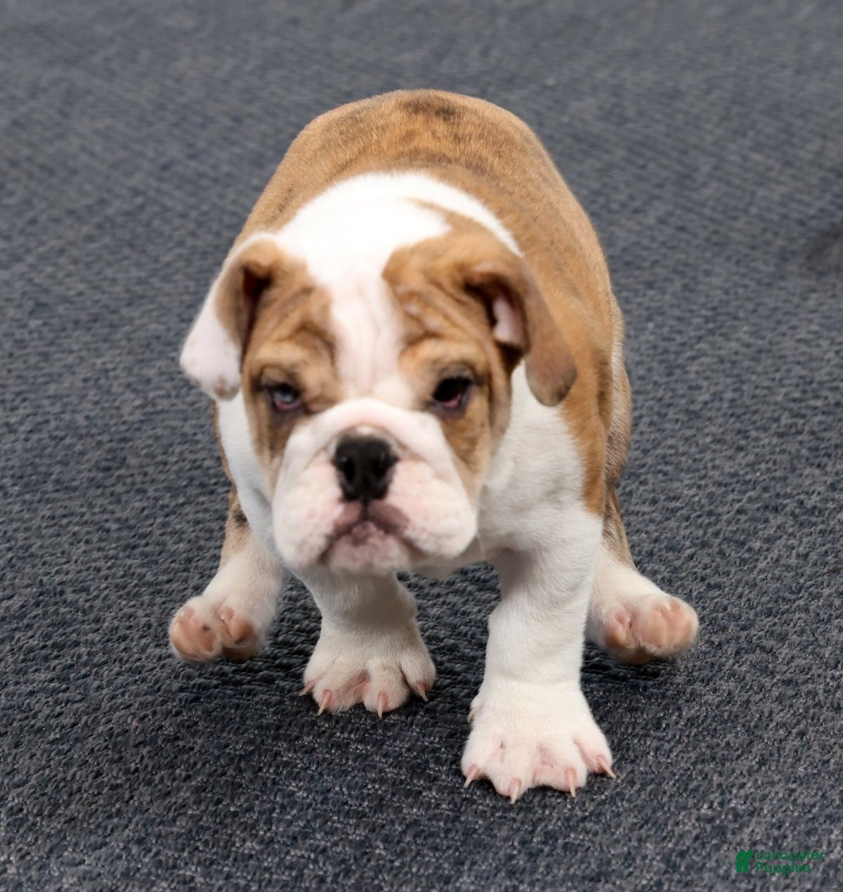 English Bulldog dogs Jasper - Ad 2