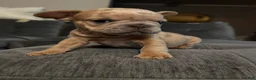French Bulldog dogs for sale: Riot - Ad 8