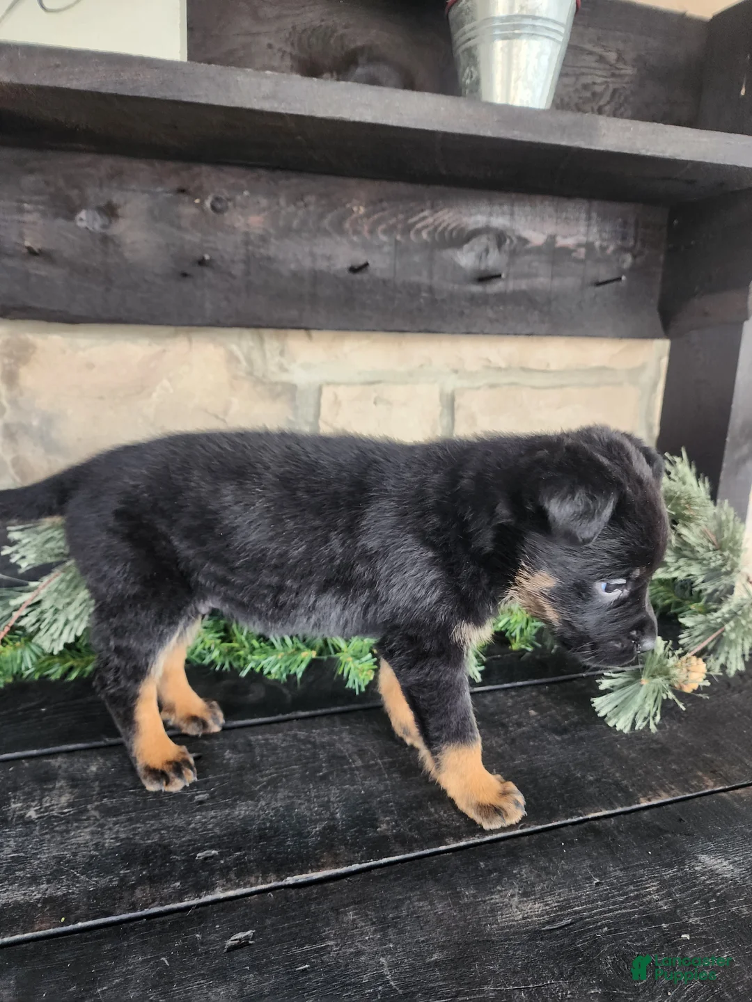 Mixed Breed dogs for sale: Rusty - Ad 9