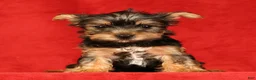Yorkshire Terrier dogs for sale: Hershey - Ad 4