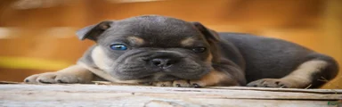 Gunner French Bulldog 
