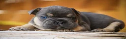 French Bulldog dogs for sale: Gunner French Bulldog  - Ad 1